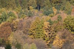 IMG_8346