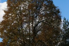 IMG_8362