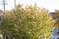 IMG_8371