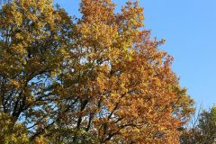 IMG_8418
