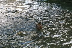 IMG_8438