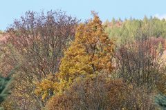 IMG_8474