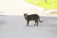 IMG_8488