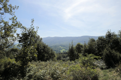 MG_3119
